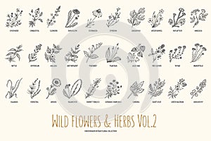 Wild flowers and herbs hand drawn set. Volume 2. Botany. Vintage flowers. Vintage vector illustration.