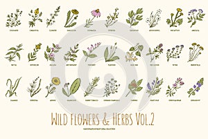 Wild flowers and herbs hand drawn set. Volume 2. Vintage vector illustration.