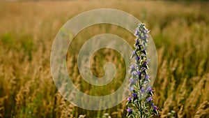 wild flowers and herbs on meadow field green grass blue cloudy pink gold yellow red sunset sky evening countryside