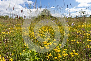 Wild Flowers Among Herbs on Meadow at Ground Level