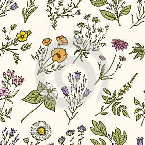 Wild flowers and herbs. Seamless floral pattern. Vector vintage illustration.