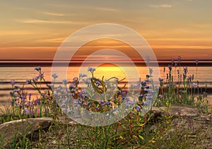 Wild flowers and herbs on sunset on field  pink blue yellow cloudy sky sun light reflection  summer nature background