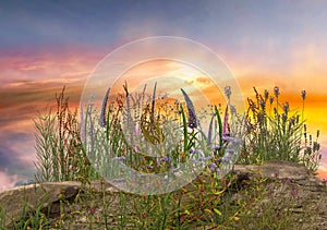 Wild flowers and herbs on sunset on field  pink blue yellow cloudy sky sun light reflection  summer nature background