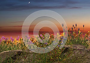 Wild flowers and herbs on sunset on field  pink blue yellow cloudy sky sun light reflection  summer nature background