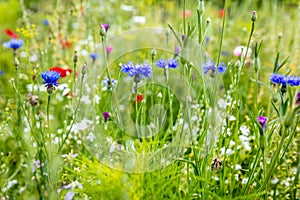 Wild flowers at the heyday, cornflowers, poppies and herbs