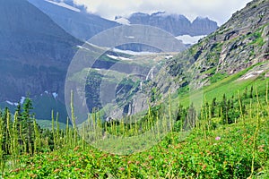 Wild flowers in High alpine landscape on the Grinnell Glacier trail in Glacier national park, montana