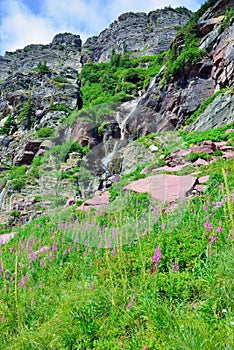 Wild flowers and high alpine landscape of the Grinnell Glacier trail in Glacier national park, montana