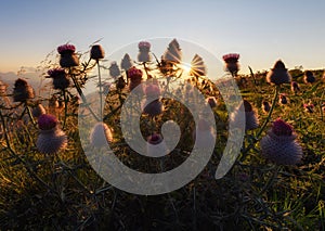 Wild flowers in the hills at sunset.