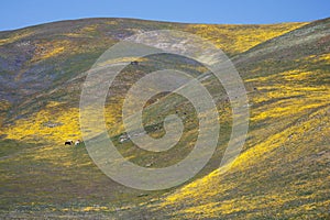 Wild Flowers, Horses and Hills in California