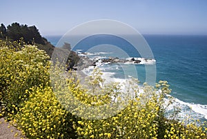 Wild flowers on Hwy 1