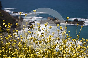 Wild flowers on Hwy 1