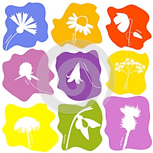 Wild flowers icons set