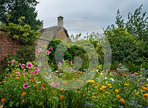 Wild flowers including crimson flax plants, growing in the Arts and Crafts inspired garden at Hidcote Manor in the Cotswolds, UK
