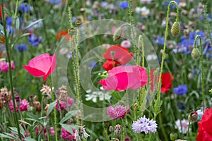 Wild flowers, including poppies, cornflowers and cow parsely, on a roadside verge in Eastcote, Hillingdon, West London UK.