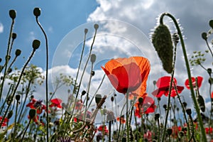 Wild flowers, including poppies, cornflowers and cow parsely, on a roadside verge in Eastcote, Hillingdon, West London UK.