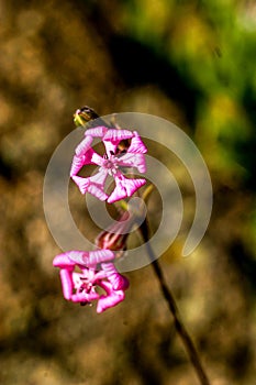 Wild flowers of intense vilolet color