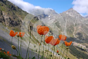 Wild Flowers in Kackar Mountains, Turkey