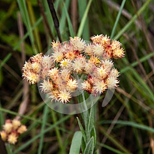 Wild flowers in Kwazulu Natal grasslands, South Africa