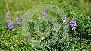 Wild flowers on the lawn in summer