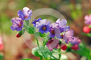 Wild flowers of lilac color on a sunny day close up