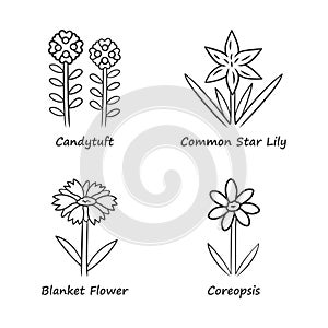 Wild flowers linear icons set. Candytuft, common star lily, coreopsis, blanket flower. Blooming wildflower, weed. Field