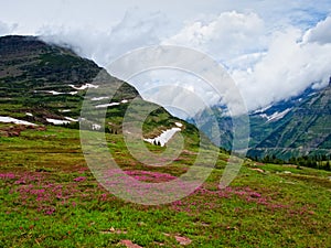 Wild flowers in Logan Pass, Glacier National Park