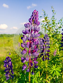 Wild Flowers Lupin In Summer Field Meadow. Close Up