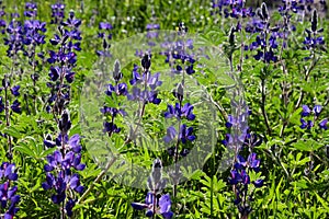 Wild flowers lupine on a spring meadow