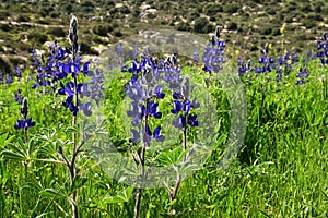 Wild flowers lupine on a spring meadow