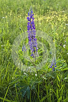 Wild flowers of lupines. Nature. Landscape