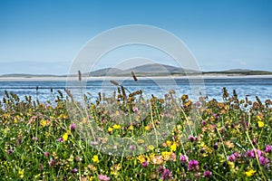 Selvaggio fiori sul un'isola da nord esterno Scozia 