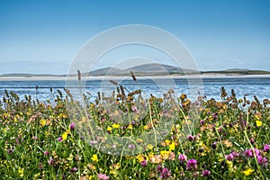 Wild flowers in the machair on Isle of North Uist, Outer Hebrides, Scotland