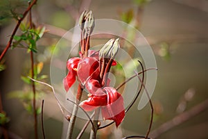 Wild flowers in Magee marsh