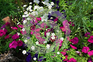 Wild flowers. Many small white flowers in the foreground against the backdrop of purple large flowers