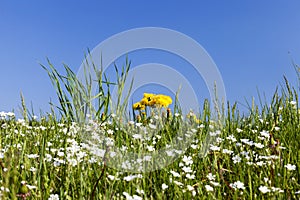 Wild flowers in May