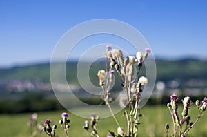 Wild flowers on meadow