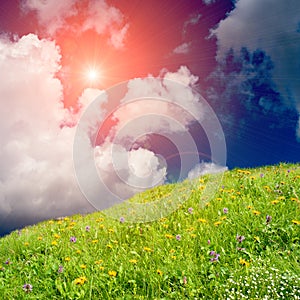 Wild flowers in a meadow.