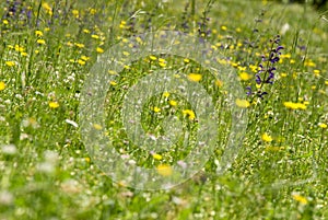 Wild Flowers In Meadow