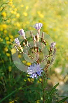 wild flowers on a meadow background photo