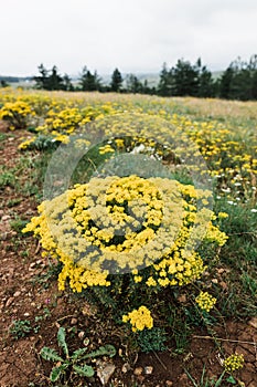 Wild flowers on the meadow in the mountain