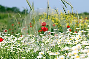Wild flowers meadow nature