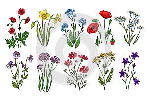 Wild flowers. Meadow plants monkshood thistle poppy. Wildflower vector botanic collection isolated on white background