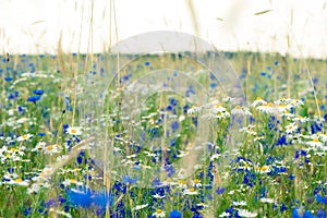 Wild flowers on meadow. Summer day on field of grass. Russian field, summer landscape, cornflowers and chamomiles