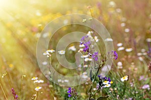 Wild flowers in the meadow with sun rays