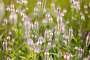 Wild flowers in meadows