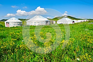 The wild flowers and mongolian yurts