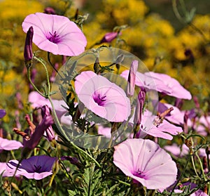 Wild flowers morning glory in full splendor