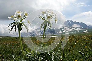 Wild flowers on mountain background