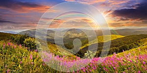 Wild flowers on the mountain top at sunset