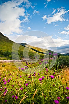 Wild flowers on mountains hill, Scotland